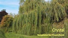  Presentation with willow tree - Slides featuring weeping willow salix babylonica aka background and a tawny brown colored foreground