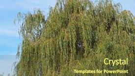  Presentation with willow tree - Beautiful PPT theme featuring weeping willow salix babylonica aka backdrop and a tawny brown colored foreground