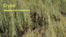  Presentation with willow tree - PPT theme featuring weeping willow salix babylonica aka background and a tawny brown colored foreground