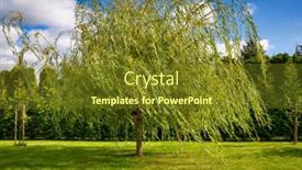  Presentation with willow tree - Presentation consisting of weeping-willow-tree background and a tawny brown colored foreground