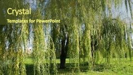  Presentation with willow tree - Presentation enhanced with weeping willow tree background and a tawny brown colored foreground