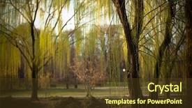  Presentation with willow tree - Slide deck with weeping willows in park garden background and a tawny brown colored foreground