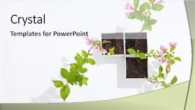  Presentation with gray - Slide deck consisting of weigela-hybrid-in-white-flowerpot background and a sky blue colored foreground