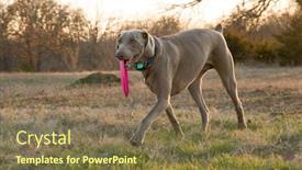  Presentation with frisbee - Amazing PPT layouts having weimaraner-dog-carrying-a-pink backdrop and a violet colored foreground