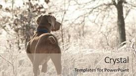  Presentation with world - Theme enhanced with weimaraner dog in an icy background and a soft green colored foreground