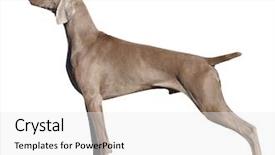  Presentation with clipping - Cool new presentation design with weimaraner dog isolated with clipping backdrop and a white colored foreground