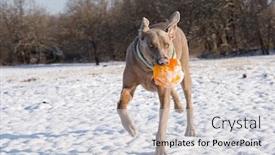 Presentation with dog oral - Beautiful slide set featuring weimaraner-dog-running backdrop and a light gray colored foreground