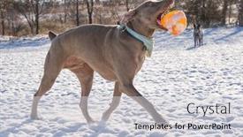  Presentation with tossing - PPT theme with weimaraner-dog-tossing-a-ball background and a light gray colored foreground