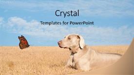  Presentation with butterfly - Audience pleasing theme consisting of weimaraner-dog-watching-a-pretty backdrop and a light blue colored foreground