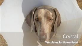  Presentation with medical - Slide set consisting of weimaraner-dog-wearing-a-medical background and a coral colored foreground