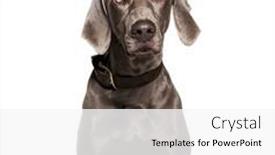  Presentation with dog - PPT theme consisting of weimaraner-dog-wearing-collar-isolated background and a white colored foreground