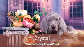  Presentation with flowers - Amazing slide set having weimaraner-pointing-dog-uppy backdrop and a red colored foreground