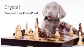  Presentation with puppy - Slide set with weimaraner-pointing-puppy-playing-chess background and a white colored foreground