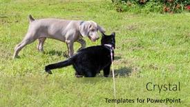  Presentation with puppy - Beautiful slides featuring weimaraner-puppy-and-a-black backdrop and a yellow colored foreground