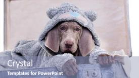  Presentation with puppy - Cool new PPT theme with weimaraner-puppy-weimaraner-pointing-dog backdrop and a light blue colored foreground