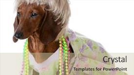  Presentation with dachshund - Amazing presentation having weird - female dog - miniature dachshund backdrop and a mint green colored foreground