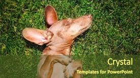  Presentation with pistachio texture nuts green fresh - Presentation theme featuring weird - happy dachshund on fresh green background and a tawny brown colored foreground