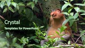  Presentation with monkey - Slides with weird - proboscis monkey sitting background and a wine colored foreground