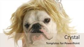  Presentation with english bulldog - Beautiful slide deck featuring weird - spoiled dog - english bulldog backdrop and a coral colored foreground