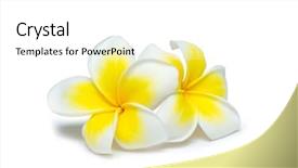  Presentation with flower - Colorful slide set enhanced with welcome card - frangipani flower isolated on white backdrop and a white colored foreground