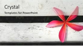  Presentation with frangipani flowers - PPT layouts having welcome flowers - frangipani background and a light gray colored foreground