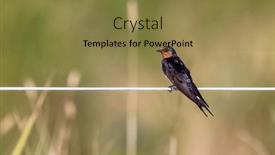  Presentation with swallow - Slide deck having welcome-swallow-hirundo-neoxena-perched background and a tawny brown colored foreground