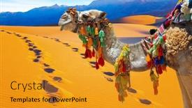  Presentation with well in the desert - Slides enhanced with well-groomed-camel-decorated background and a gold colored foreground