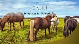  Presentation with tundra - Presentation design with well-groomed-icelandic-horses background and a light blue colored foreground