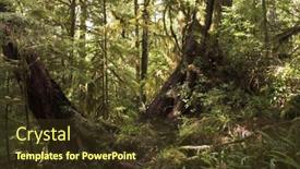 Presentation with rainforest - Presentation theme with well-known-northern-rainforest background and a tawny brown colored foreground