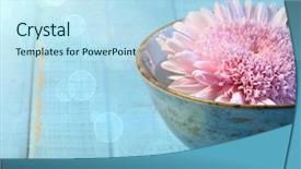 Presentation with chrysanthemum - Presentation theme having wellness pink - close up of chrysanthemum flower background and a sky blue colored foreground