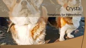  Presentation with welsh - Slide deck with welsh corgi cardigan background and a coral colored foreground