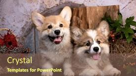  Presentation with welsh - Slide set featuring welsh-corgi-dog-happy-tvo and a violet colored foreground