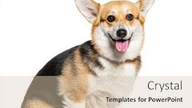  Presentation with welsh - PPT layouts having welsh-corgi-pembroke-dog-wearing background and a soft green colored foreground