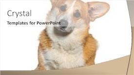  Presentation with welsh - PPT theme with welsh-corgi-pembroke-facing background and a white colored foreground
