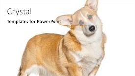  Presentation with welsh - PPT theme with welsh-corgi-pembroke-facing background and a  colored foreground