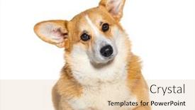  Presentation with welsh - Presentation theme enhanced with welsh-corgi-pembroke-isolated background and a lemonade colored foreground