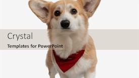  Presentation with welsh - Slide set consisting of welsh-corgi-puppy-wearing and a coral colored foreground
