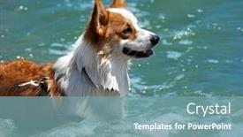  Presentation with welsh - Theme having welsh corgi - the smartest dog background and a seafoam green colored foreground