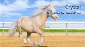  Presentation with welsh - Presentation theme enhanced with welsh pony gallops on arena background and a light blue colored foreground