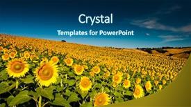  Presentation with light blue - Colorful presentation enhanced with wermi - beautiful backlit sunflowers backdrop and a ocean colored foreground