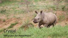  Presentation with west africa - Audience pleasing PPT theme consisting of west africa - baby rhino in kruger national backdrop and a seafoam green colored foreground