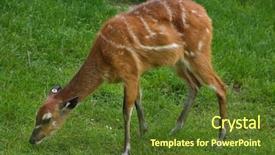  Presentation with forest - Amazing presentation design having west africa - forest sitatunga tragelaphus spekii gratus backdrop and a tawny brown colored foreground