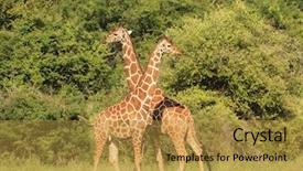  Presentation with west africa - Beautiful presentation theme featuring west africa - wild giraffes in meru national backdrop and a gold colored foreground