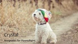  Presentation with field - Audience pleasing theme consisting of westies - small dog in the hat backdrop and a mint green colored foreground