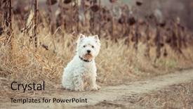  Presentation with dog - Slide deck consisting of westies - small dog walks background and a coral colored foreground