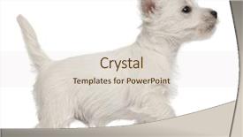  Presentation with old west - PPT layouts featuring west highland terrier puppy 7 background and a lemonade colored foreground