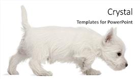  Presentation with old west - Theme having west highland terrier puppy 7 background and a white colored foreground