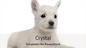  Presentation with old west - Cool new theme with west highland terrier puppy 7 backdrop and a soft green colored foreground