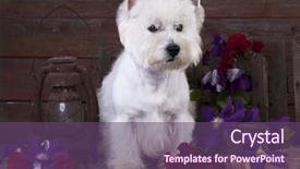  Presentation with west - Colorful PPT layouts enhanced with west highland terrier backdrop and a tawny brown colored foreground