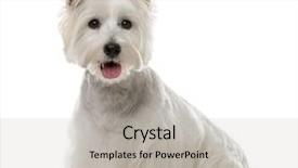  Presentation with old west - Colorful presentation enhanced with west highland white terrier 1 backdrop and a light gray colored foreground